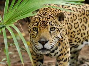 Preview wallpaper jaguar, look, leaves, plant