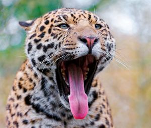Preview wallpaper jaguar, mouth, tongue, gape, predator