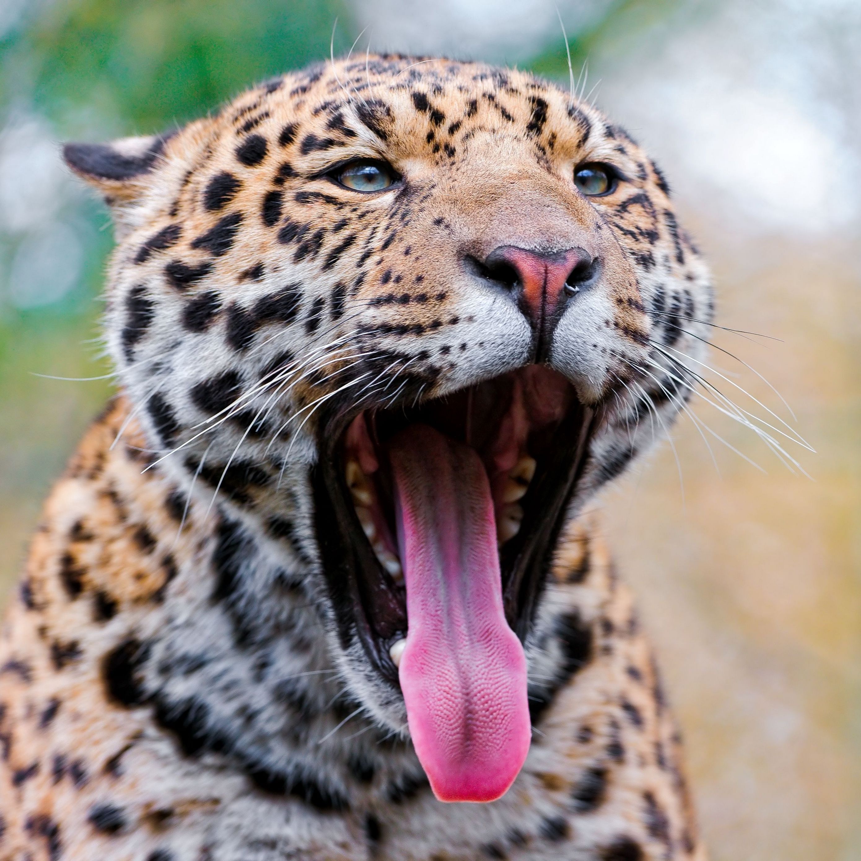 2780x2780 Wallpaper jaguar, mouth, tongue, gape, predator