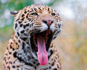 Preview wallpaper jaguar, mouth, tongue, gape, predator