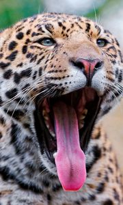 Preview wallpaper jaguar, mouth, tongue, teeth, big cat, muzzle