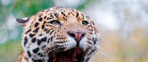 Preview wallpaper jaguar, mouth, tongue, teeth, big cat, muzzle