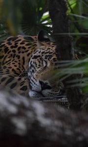 Preview wallpaper jaguar, muzzle, predator