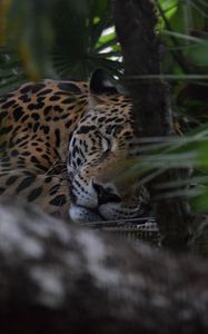 Preview wallpaper jaguar, muzzle, predator