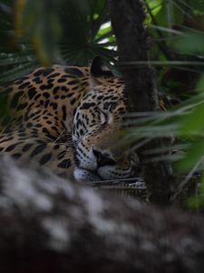 Preview wallpaper jaguar, muzzle, predator