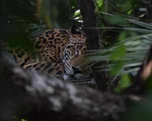 Preview wallpaper jaguar, muzzle, predator