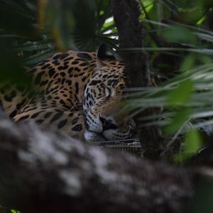 Preview wallpaper jaguar, muzzle, predator