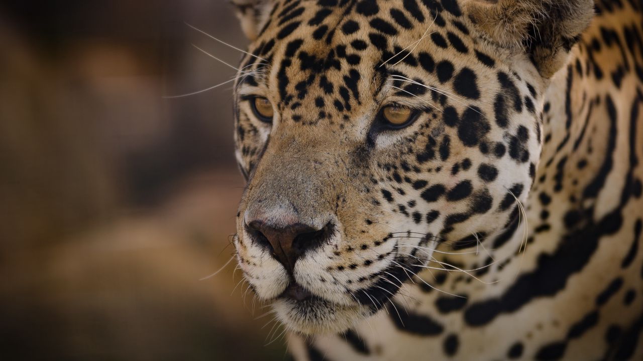 Wallpaper jaguar, muzzle, predator