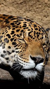 Preview wallpaper jaguar, muzzle, sleep, big cat