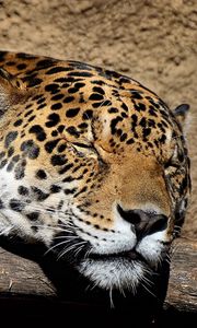 Preview wallpaper jaguar, muzzle, sleep, big cat