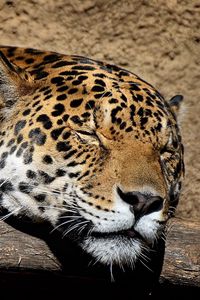 Preview wallpaper jaguar, muzzle, sleep, big cat