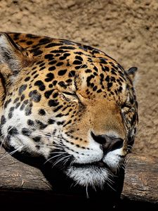 Preview wallpaper jaguar, muzzle, sleep, big cat