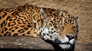 Preview wallpaper jaguar, muzzle, sleep, big cat