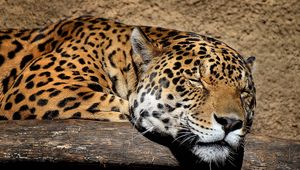 Preview wallpaper jaguar, muzzle, sleep, big cat