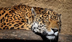 Preview wallpaper jaguar, muzzle, sleep, big cat