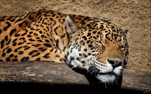 Preview wallpaper jaguar, muzzle, sleep, big cat