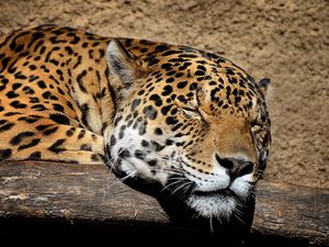 Preview wallpaper jaguar, muzzle, sleep, big cat