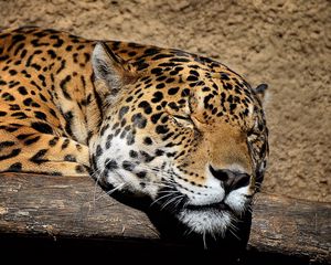 Preview wallpaper jaguar, muzzle, sleep, big cat