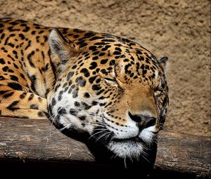 Preview wallpaper jaguar, muzzle, sleep, big cat