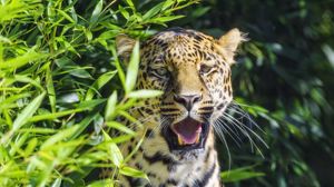 Preview wallpaper jaguar, predator, animal, fangs, big cat
