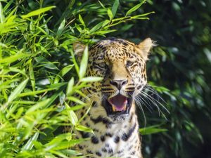 Preview wallpaper jaguar, predator, animal, fangs, big cat