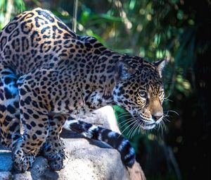 Preview wallpaper jaguar, predator, big cat