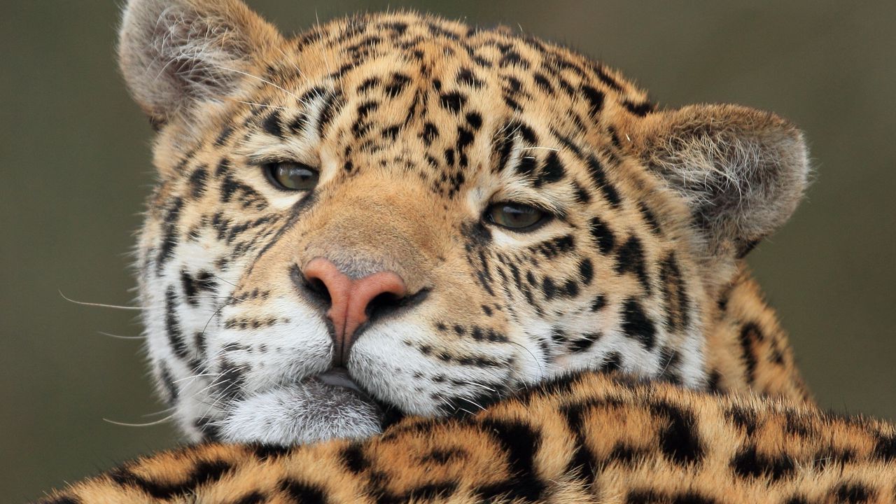 Wallpaper jaguar, predator, big cat, muzzle