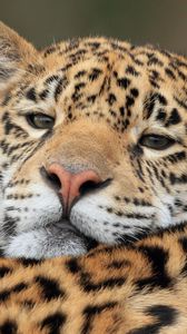 Preview wallpaper jaguar, predator, big cat, muzzle