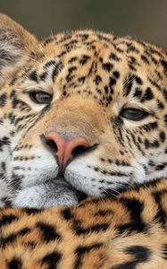 Preview wallpaper jaguar, predator, big cat, muzzle