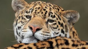 Preview wallpaper jaguar, predator, big cat, muzzle