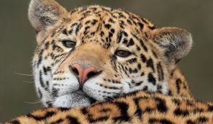 Preview wallpaper jaguar, predator, big cat, muzzle