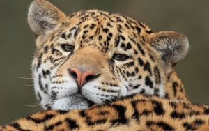 Preview wallpaper jaguar, predator, big cat, muzzle