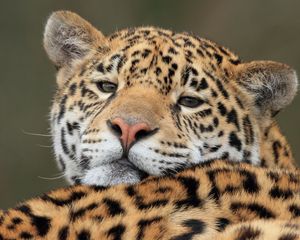 Preview wallpaper jaguar, predator, big cat, muzzle