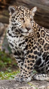 Preview wallpaper jaguar, predator, big cat, animal