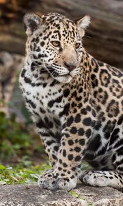 Preview wallpaper jaguar, predator, big cat, animal