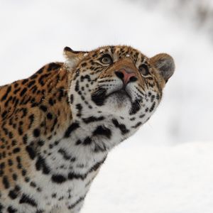 Preview wallpaper jaguar, predator, big cat