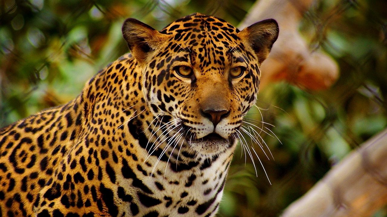 Wallpaper jaguar, predator, eyes, anger