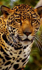 Preview wallpaper jaguar, predator, eyes, anger