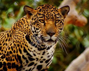 Preview wallpaper jaguar, predator, eyes, anger
