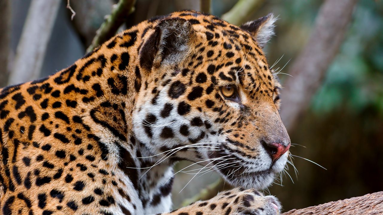 Wallpaper jaguar, predator, face, eyes, mottled