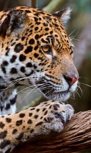 Preview wallpaper jaguar, predator, face, eyes, mottled