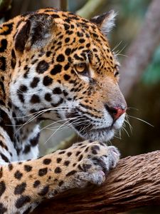 Preview wallpaper jaguar, predator, face, eyes, mottled