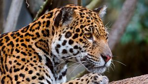 Preview wallpaper jaguar, predator, face, eyes, mottled