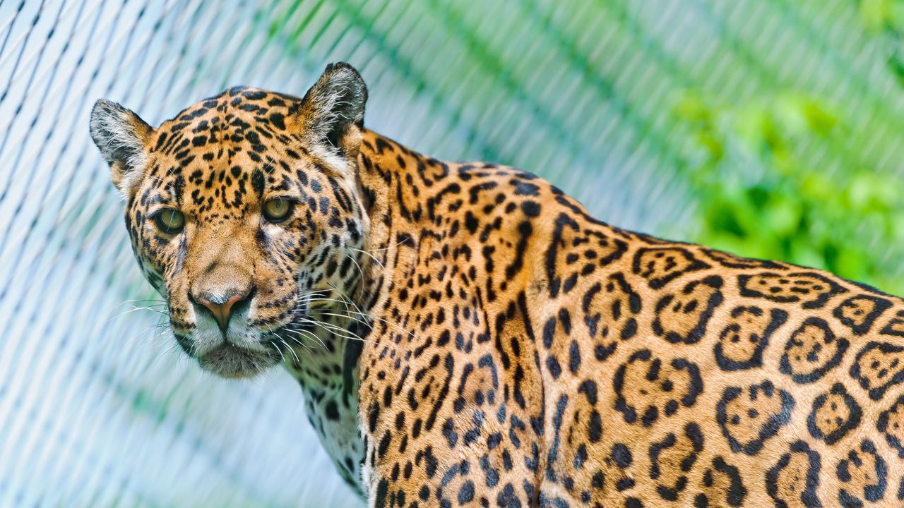 Wallpaper jaguar, predator, face, spotted, look, look back