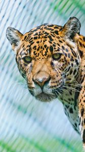 Preview wallpaper jaguar, predator, face, spotted, look, look back