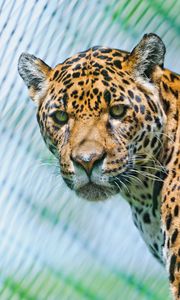 Preview wallpaper jaguar, predator, face, spotted, look, look back