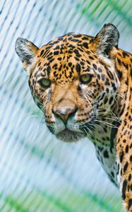 Preview wallpaper jaguar, predator, face, spotted, look, look back