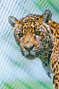 Preview wallpaper jaguar, predator, face, spotted, look, look back