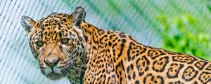 Preview wallpaper jaguar, predator, face, spotted, look, look back