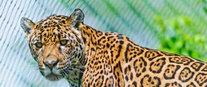 Preview wallpaper jaguar, predator, face, spotted, look, look back